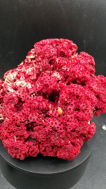Natural agatized fossilized coral specimen showing deep crimson red preserved skeletal lattice honeycomb structure with cream matrix — rare prehistoric coral fossil collector piece