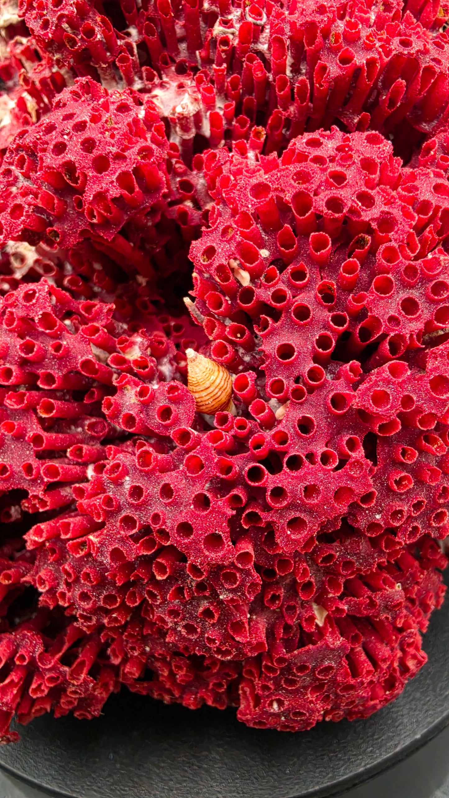 Deep ruby red fossilized coral specimen with dense botryoidal outer surface — museum display grade agatized prehistoric coral fossil, natural crimson red mineral
