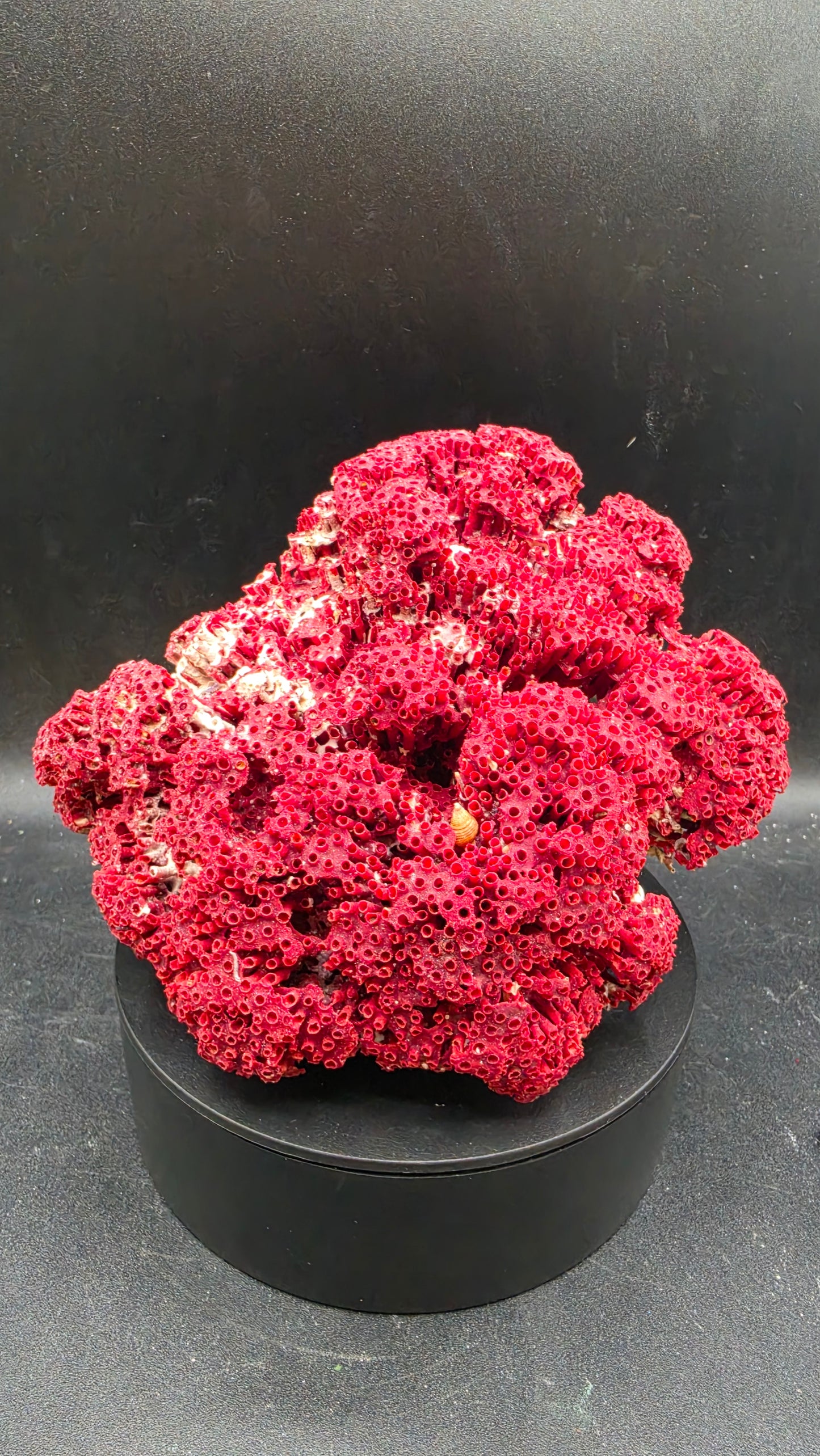 Profile view of deep red agatized coral fossil showing both botryoidal exterior clusters and preserved interior lattice architecture — rare natural history specimen