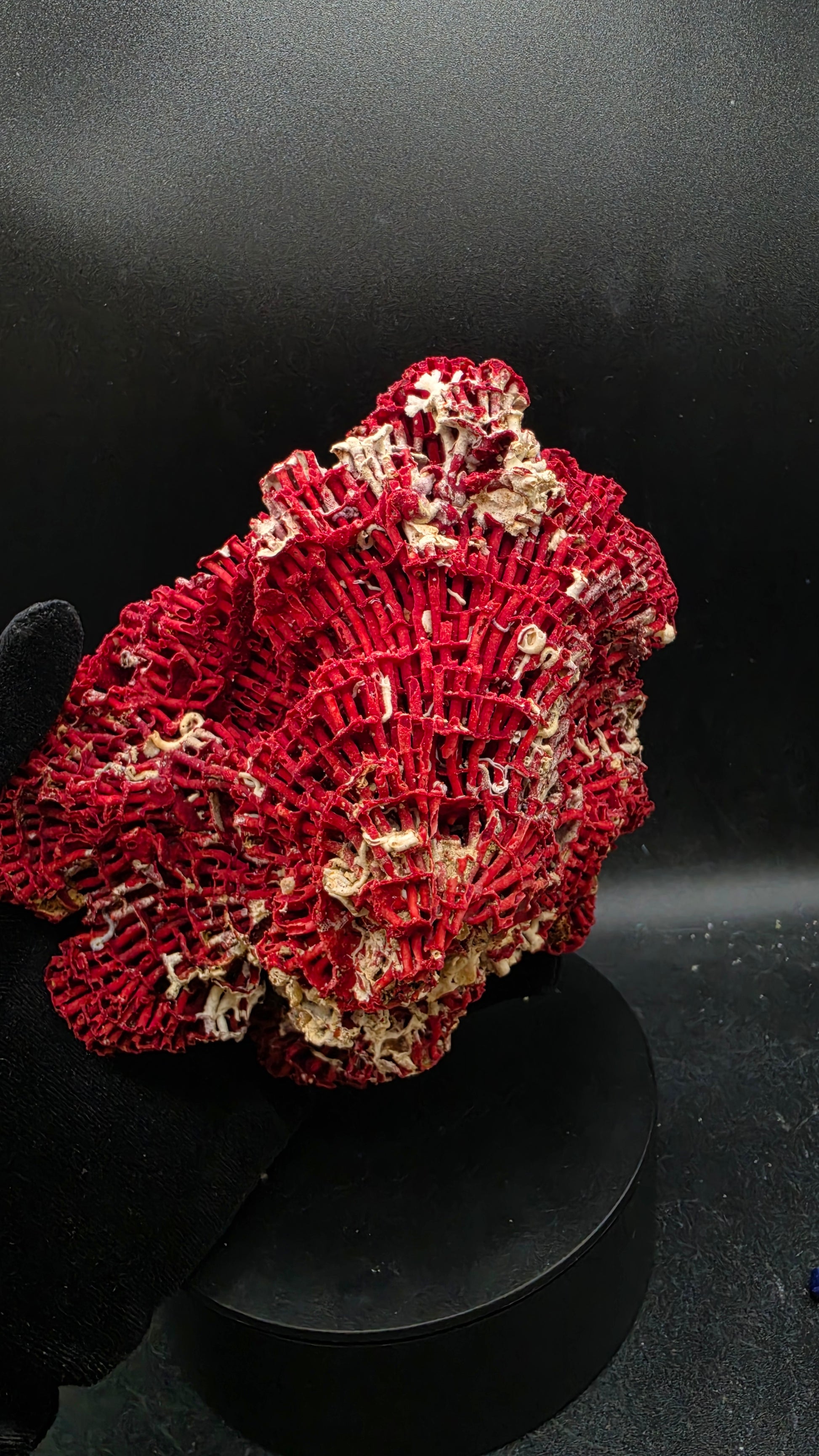 Natural red fossilized agatized coral specimen held showing size — deep crimson prehistoric coral fossil collector display piece