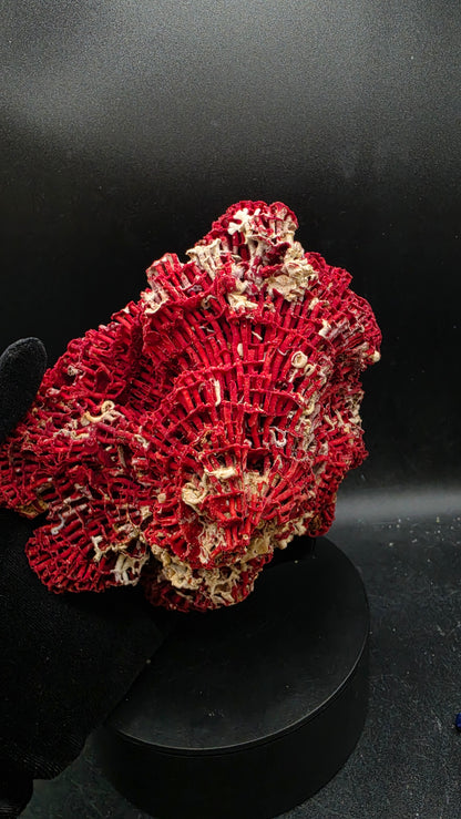 Natural red fossilized agatized coral specimen held showing size — deep crimson prehistoric coral fossil collector display piece