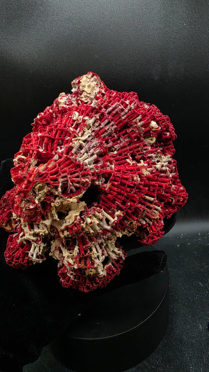 Natural Fossilized Coral Specimen