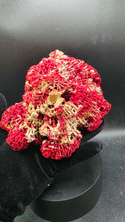 Close-up of natural fossilized coral honeycomb lattice structure in vivid crimson red agatized silica — millions of years old prehistoric marine fossil