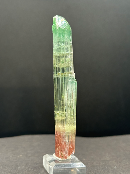 Natural Tri-Color Watermelon Tourmaline Crystal — Green Yellow Red Zoned Collector Specimen on Stand (REPAIRED)