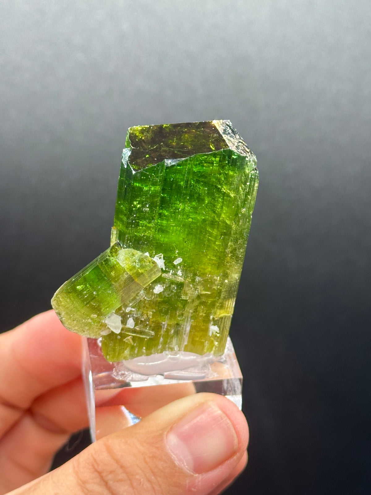 Forest-green elbaite tourmaline crystal from the Paprok Mine, Nuristan, Afghanistan, side view