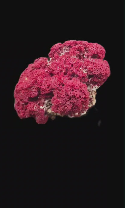 Natural Fossilized Coral Specimen