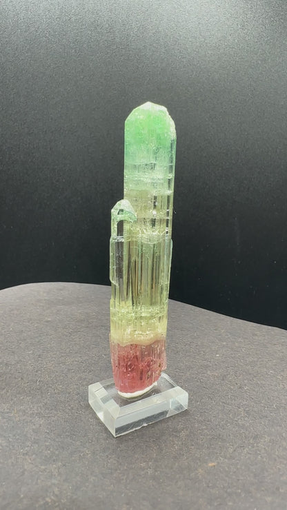 Natural Tri-Color Watermelon Tourmaline Crystal — Green Yellow Red Zoned Collector Specimen on Stand (REPAIRED)